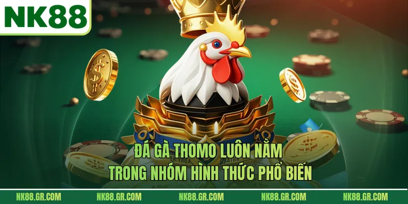 Đá gà Thomo luôn nằm trong nhóm hình thức phổ biến