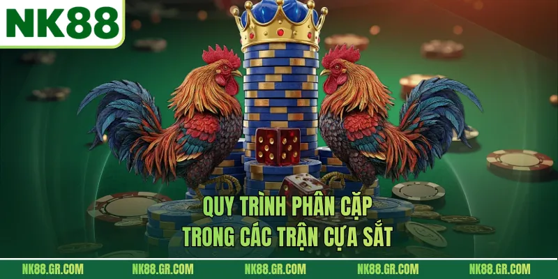 Quy trình phân cặp trong các trận cựa sắt